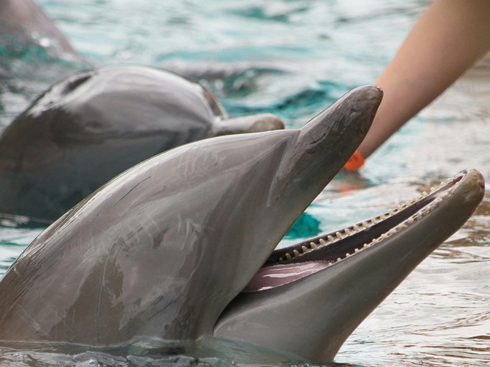 Discovery Cove