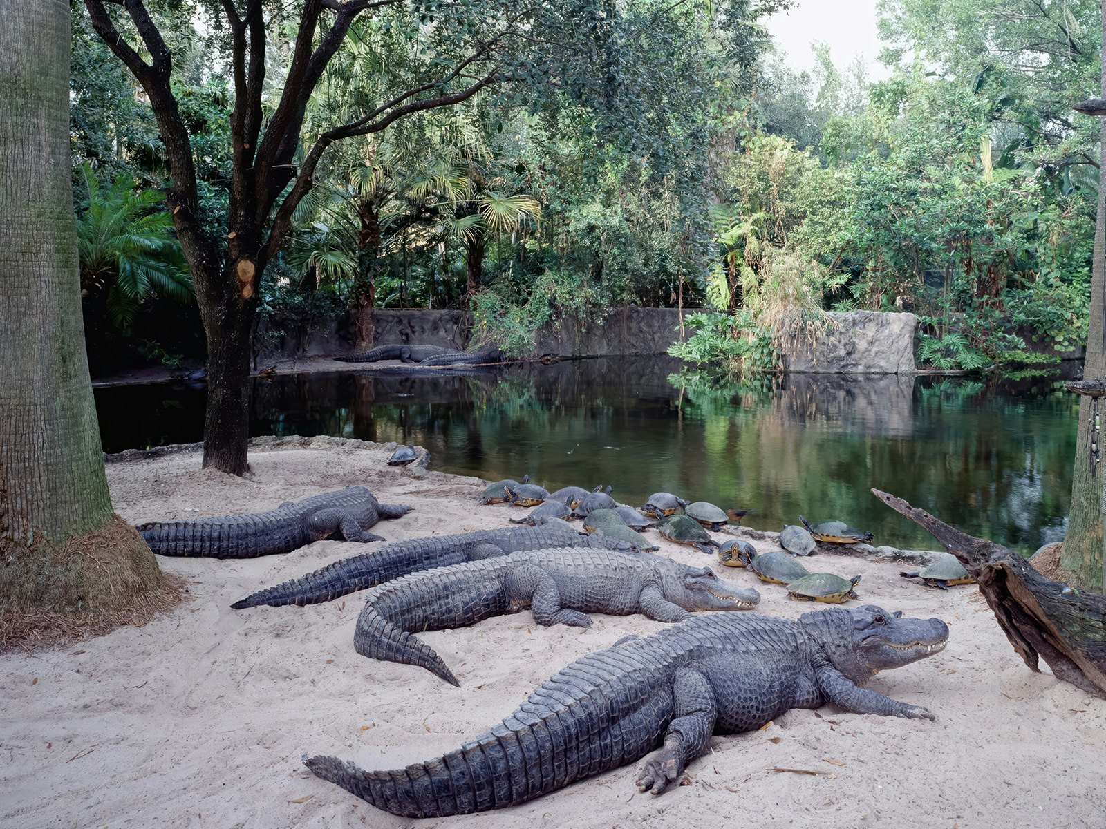 Busch Gardens Tampa